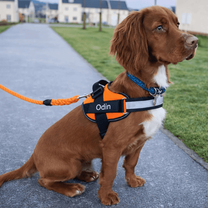 Busy Barks™ Premium "No Pull" BFF Harness