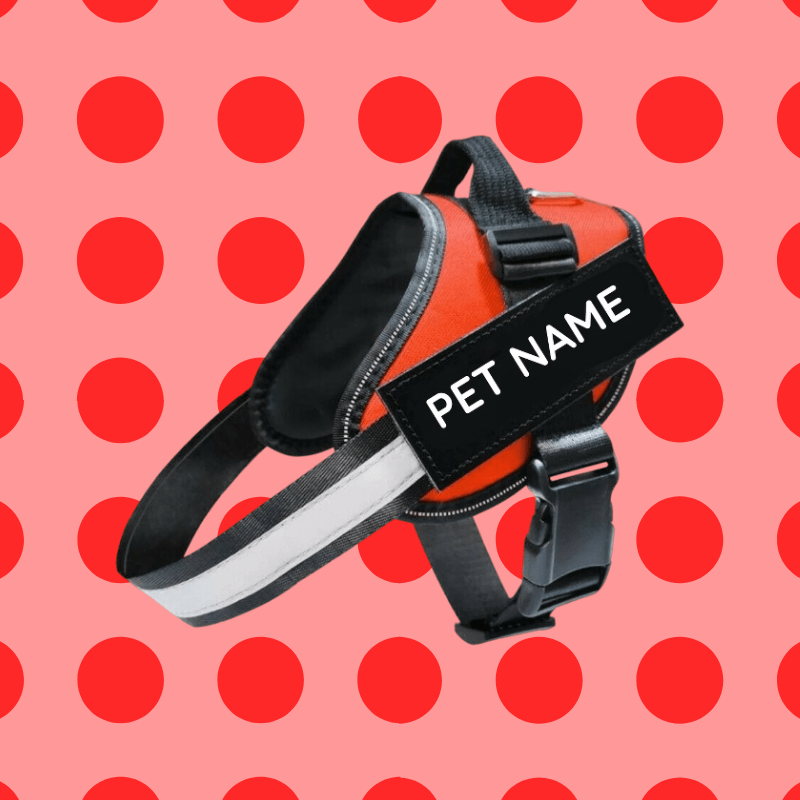 Busy Barks™ Premium "No Pull" BFF Harness