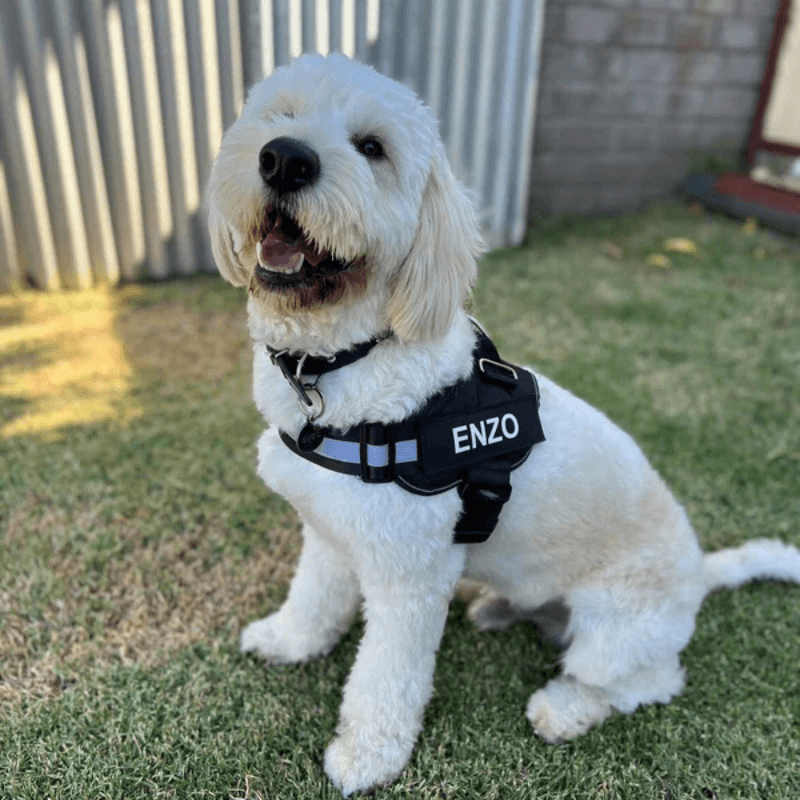 Busy Barks Everyday Bundle
