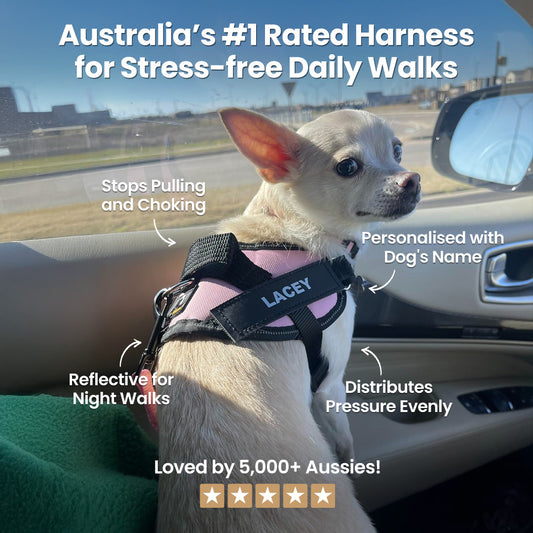 Busy Barks™ Premium "No Pull" Harness