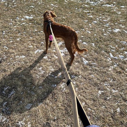 Busy Barks Everyday Bundle