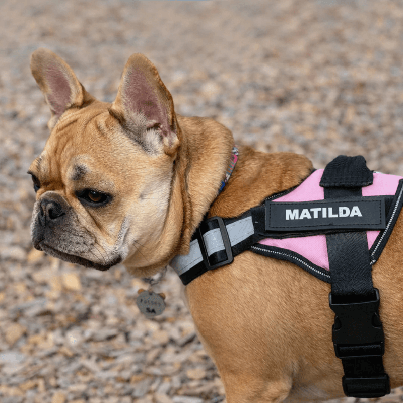 Busy Barks™ Premium "No Pull" BFF Harness
