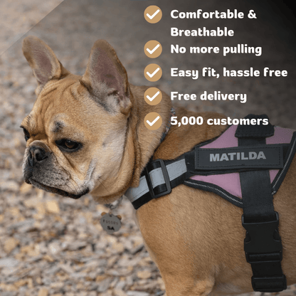 Busy Barks™ Premium "No Pull" BFF Harness