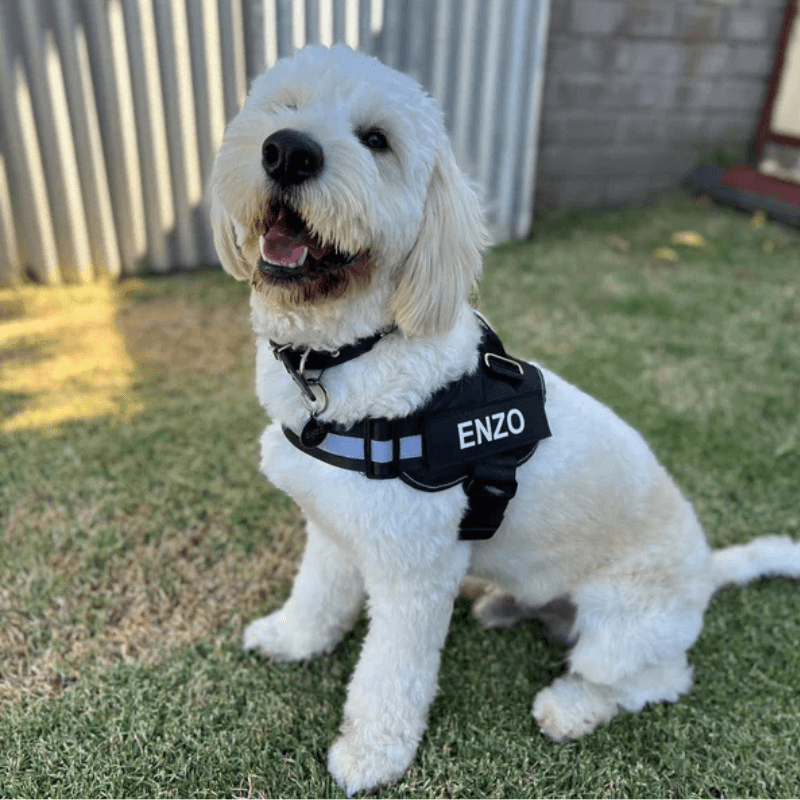 Busy Barks™ Premium "No Pull" BFF Harness