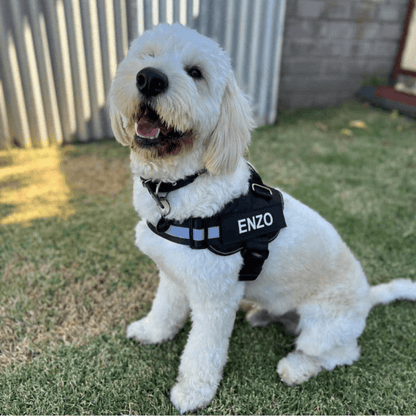 Busy Barks™ Premium "No Pull" BFF Harness